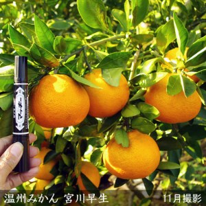 【先行予約】《訳あり》 3年生苗温州ミカン（品種おまかせ）［地中ポット苗］自家栽培 人気 庭木 果物 柑橘類 シンボルツリー 庭作り 実がなる木※2025年10月中旬以降順次発送予定※北海道・沖縄・離