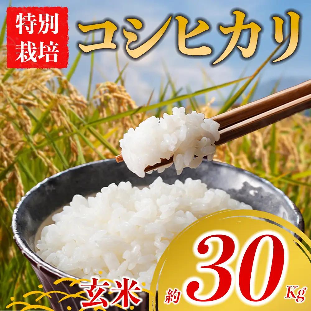 特別栽培米 コシヒカリ 約30kg×1（玄米）阿蘇アグロスタイル  米 ごはん 人気 美味しい 甘味 もちもち なめらか 減農薬 湧水 熊本県 阿蘇市