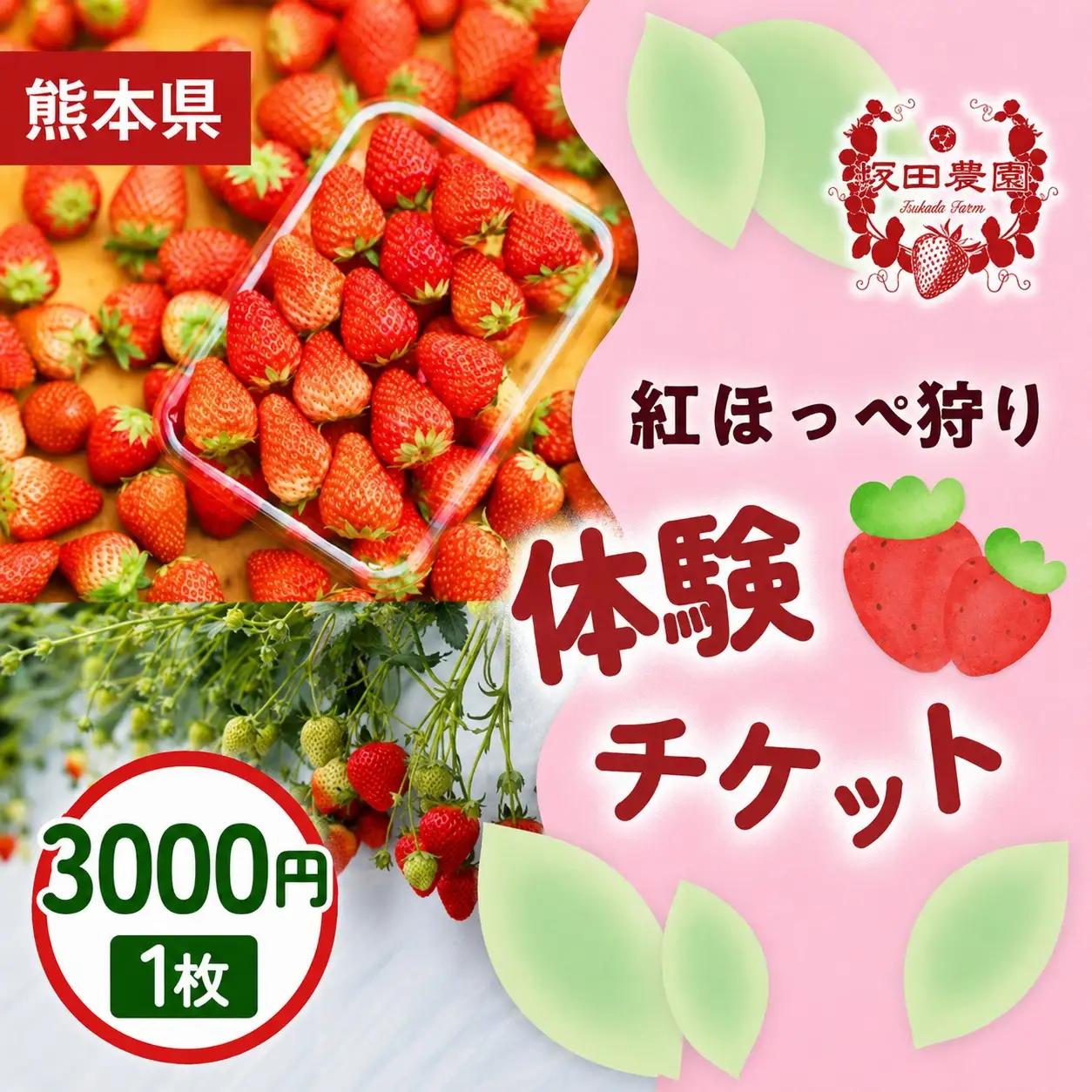 いちご狩り体験割引券 紅ほっぺ狩り体験チケット 3,000円×1枚  1セット 