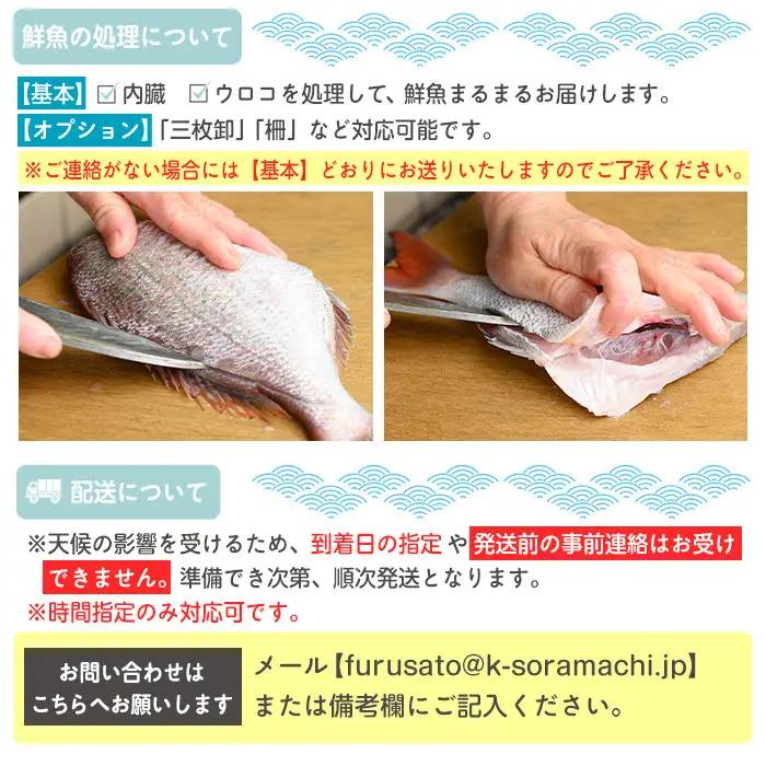 鮮魚ボックス 鮮魚BOX 地魚 詰め合わせ 約6～8人分 産地直送【マルケイ水産】C09001