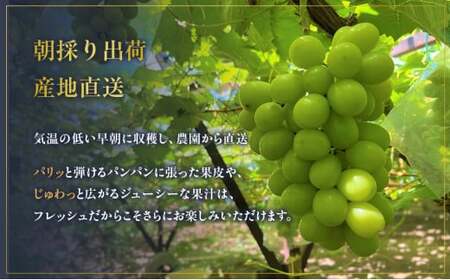 【早期予約】朝採りシャインマスカット 約2kg(3房～4房) 名峰讃岐富士育ち 煌めきの果実 マスカット シャインマスカット ぶどう 葡萄 ブドウ フルーツ 果物 香川県 丸亀市