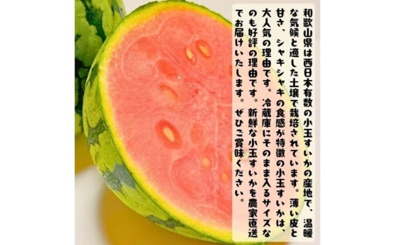 【先行予約】農家直送 厳選 小玉すいか Mサイズ/1玉入り【2027年6月上旬～6月下旬（順次発送予定）】【農家直送】【大人気】【和歌山県産】【ard175B】