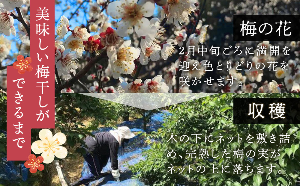 紀州南高梅使用 2種食べ比べ はちみつ うす塩味 完熟梅干し・しそ仕込み完熟梅干し 無選別 各約800g ［TM213］