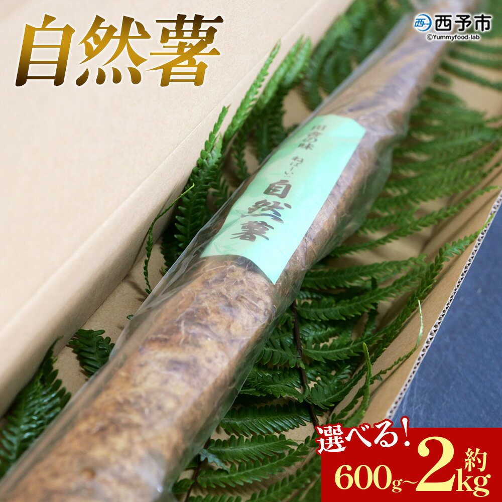 【ふるさと納税】＜自然薯 約600g/1kg/2kg＞ 選べる 内容量 野菜 やさい 山芋 長芋 いも とろろ じねんじょ 国産 愛媛県産 とろろご飯 とろろ汁 料理 ノムランド 愛媛県 西予市【常温】『2026年1月中旬～3月末迄に順次出荷予定』