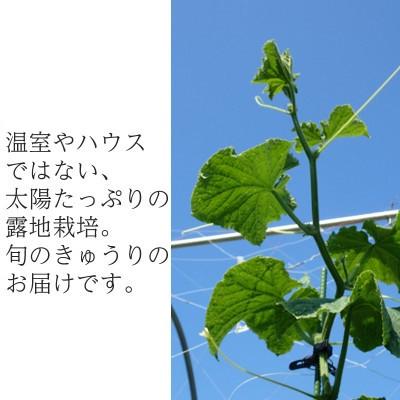 ふるさと納税 掛川市 【フードロス対応・規格外】有機キュウリ　接ぎ木ではない昔ながらの自根きゅうり  夏季(6〜8月)発送 |  | 03