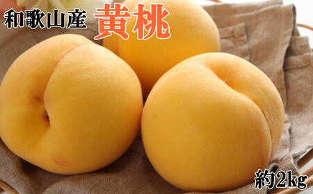 人気 和歌山県産 黄桃（つきあかり、ゆめおうみ）約2kg【数量限定】 【2025年7月中旬～8月上旬頃順次発送】【TM177】【TM018-tec1007】