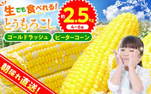 ★2027年先行予約★富士北麓忍野村の気候、水、自然で作られた朝採りトウモロコシ《ピーターコーン・ゴールドラッシュ》詰め合わせセット4本～6本（約2.5kg）