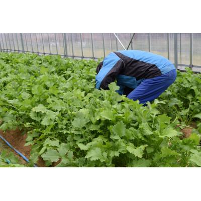 ふるさと納税 七尾市 能登のま菜茶　能登野菜「中島菜」入り緑茶　500ml×24本入り |  | 03