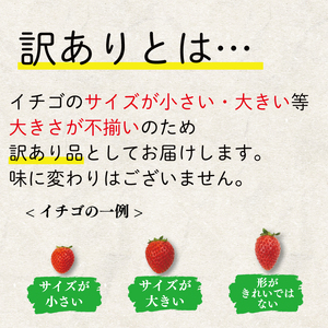 訳あり いちご 果物 フルーツ よつぼし 800g 特別栽培 ストロベリー スイーツ お菓子 ケーキ 阿波市 徳島県