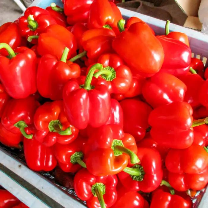 【期間限定】高原の町「飯南町」旬のお野菜セット～いっぺんたべてみんさい♪【 新鮮野菜 高原野菜 旬 特産品 お取り寄せ 少量多品種 少量多品目 おまかせ】