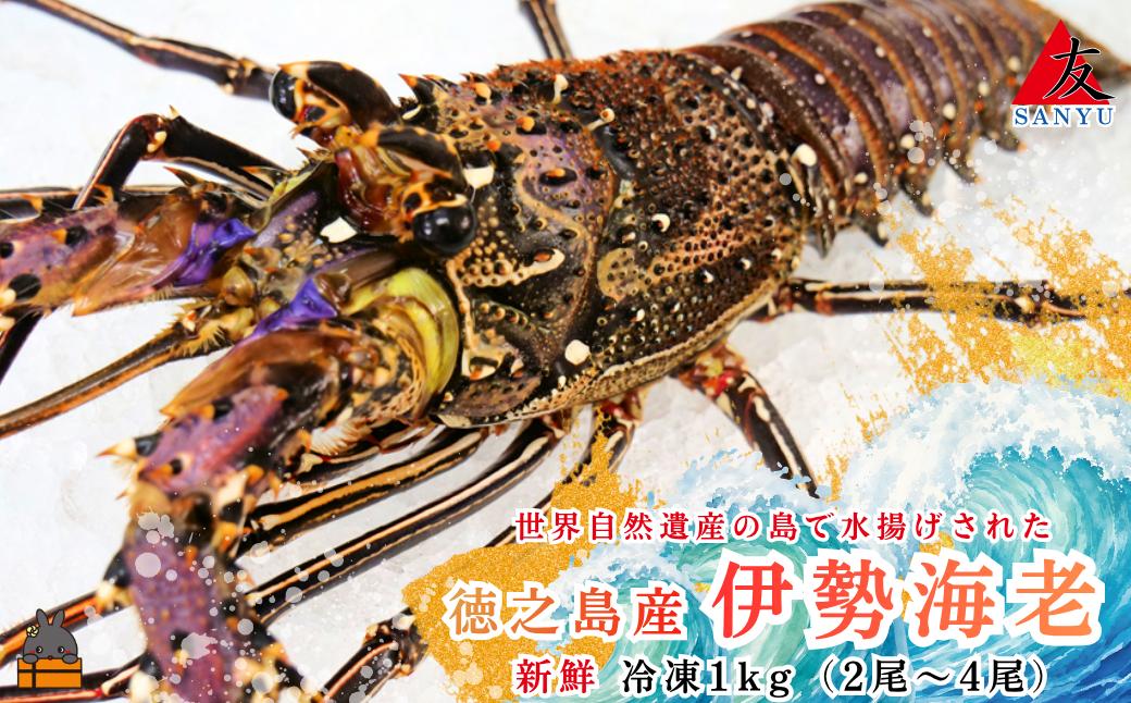 
                  1814 新鮮なまますぐ冷凍!!徳之島産冷凍伊勢海老1kg（2尾～4尾） （ 伊勢えび イセエビ 伊勢えび 伊勢エビ えび エビ 海老 鍋 ご馳走 海の幸 料理 焼き 人気 海産物 家族 正月 お祝い サンユウ ）
                