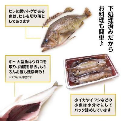 ふるさと納税 鹿部町 【訳あり】 北海道鹿部町の漁師応援プロジェクト!冷凍鮮魚セット 約4〜4.5kg SM15-2S |  | 03