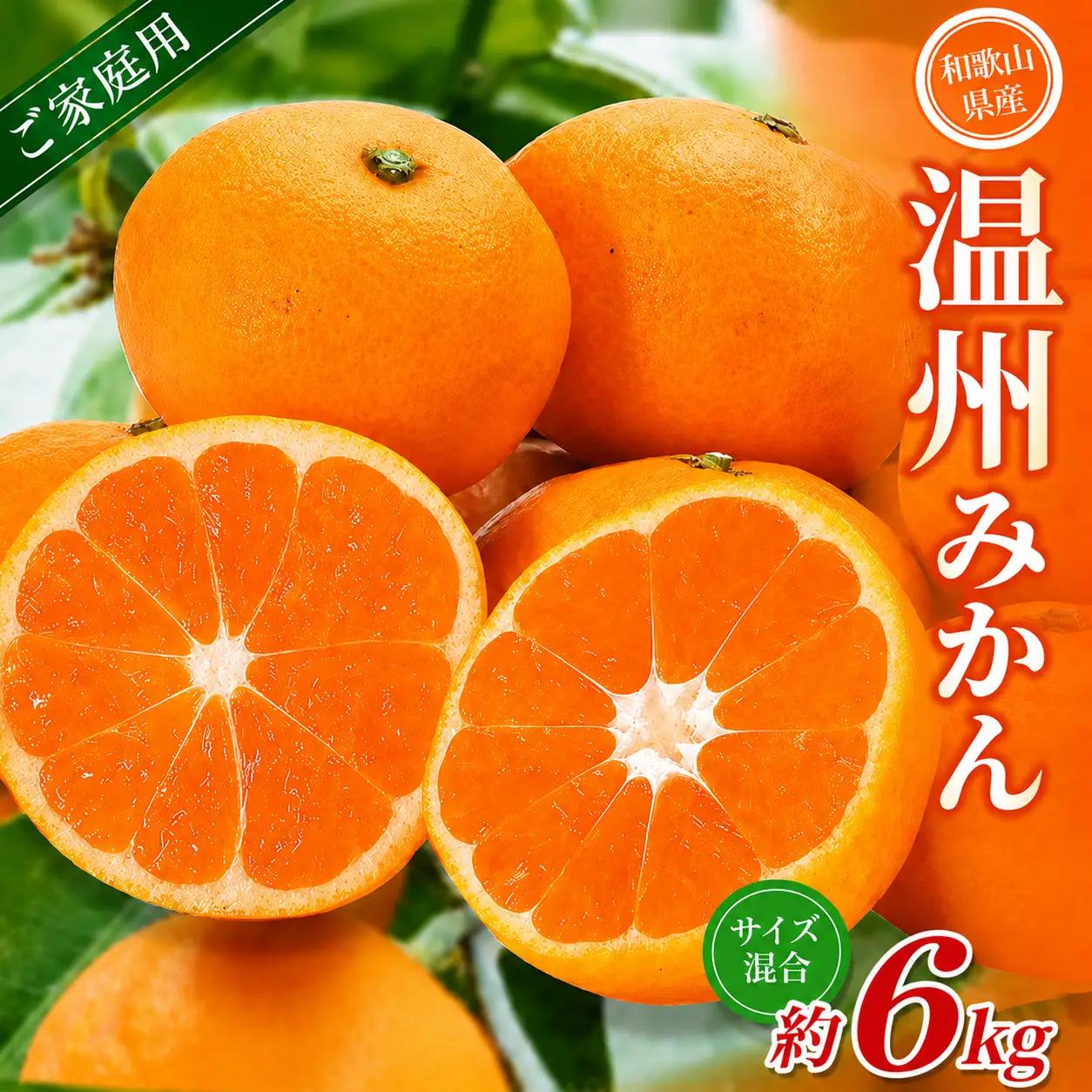 みかん【家庭用】 森本農園 約6kg 【2026年10月中旬～2027年2月中旬ごろに順次発送】【BV90030-mrmt030】