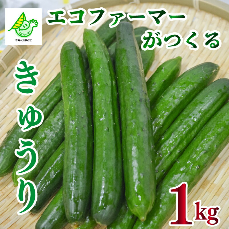 【ふるさと納税】 野菜 きゅうり ヘルシー 朝採れ きゅうり 約 1kg 先行予約 《2025年8月中旬～順次発送》 エコファーマー サラダ 小分け 副菜 産地直送