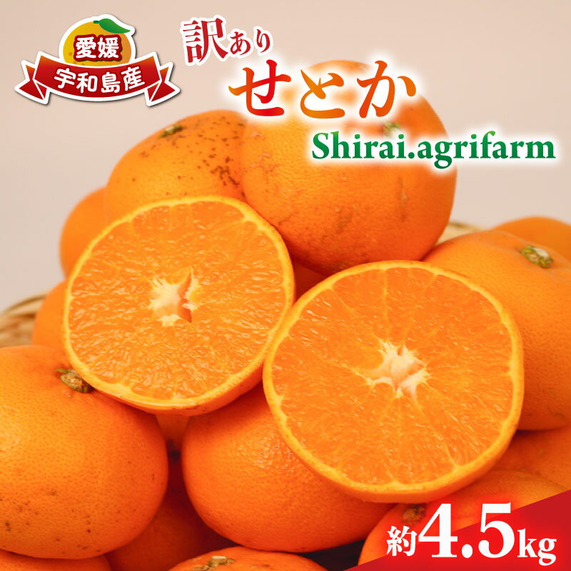 【ふるさと納税】 せとか 訳あり 約4.5kg Shirai.agrifarm 先行予約 サイズ 不揃い みかん 高級柑橘 柑橘の 大トロ 愛媛ミカン 愛媛蜜柑 mikan 柑橘 果物 くだもの フルーツ 高級 ブランド 濃厚 甘い 甘味 蜜柑 産地直送 農家直送 数量限定 国産 愛媛 宇和島 B015-115008
