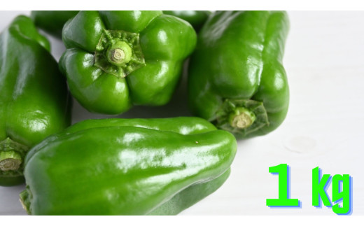 先行予約 農家直送！ ピーマン 1kg 品種：ニューエース 【 野菜 夏野菜 産地直送 新鮮 軍見洞農園 】 RT2829