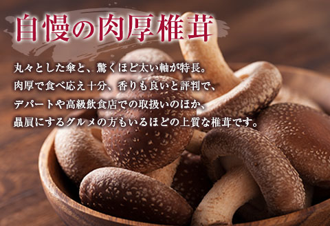 きのこ 椎茸 肉厚生椎茸 季節のきのこセット 吉木椎茸農園