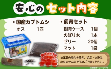 【先行受付☆2024年6月以降お届け】カブトムシ(飼育セット付き) ※限定100セット※_LG-3311_ (都城市) 国産カブトムシ オス 飼育セッ ト夏休み 子ども ゼリー 自由研究 プレゼント