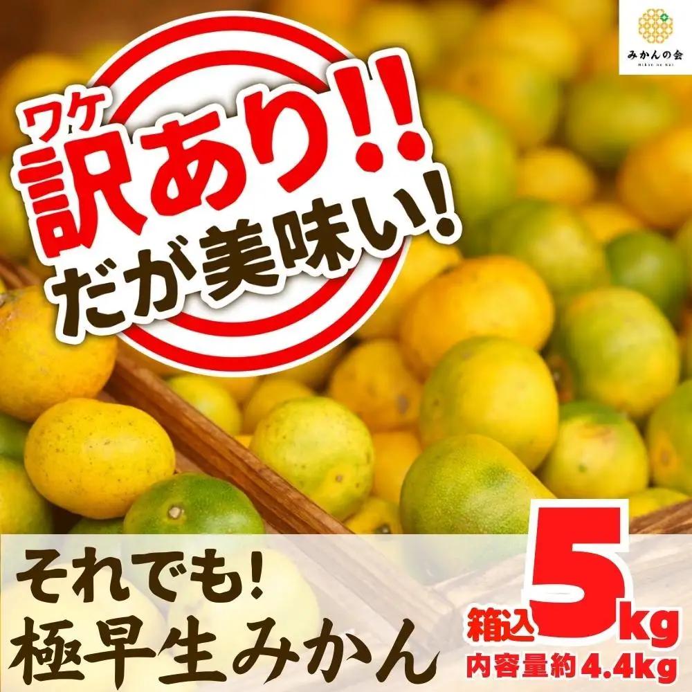 訳あり 極早生 みかん 箱込 5kg (内容量約 4.4kg) 有田みかん 和歌山