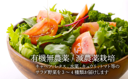 【シェフの目線】栽培期間中農薬不使用！サラダ野菜とシェフ自慢のミートソース（135g×5袋）セット［AGBX034］パスタ スパゲティ スパゲッティ 野菜 サラダ トマト 料理  大根 鍋 にんじん 