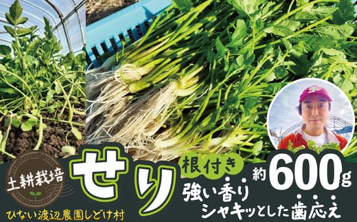 セリ 強い香りとシャキッとした歯応え 約600g 180P3202　/ 東北 秋田 大館 野菜 新鮮 農産物 農家 せり セリ 根っこ 根付き 野菜 せり鍋