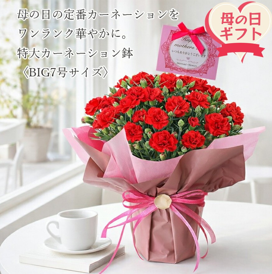 【母の日ギフト】鉢もの「カーネション7号レッド」」＜お届け日：2026年5/4～5/10 当店おまかせ ＞母の日カード付き【 母の日 ギフト アレンジ 花 カーネーション 贈り物 大阪府 門真市 】 272230_BG071VC01