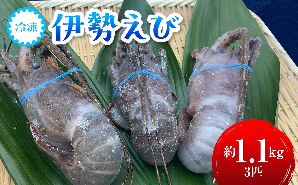 
                  C114 冷凍伊勢えび１.１kg(300～400g×３匹入)　ONJA037
                
