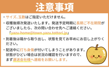 Y1048 八頭町産　梨「新甘泉」3kg【梨 なし ナシ 果物 フルーツ ギフト 先行予約 甘い 果実 果汁 デザート もぎたて 旬】