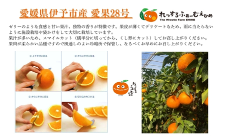 【2026年先行予約】みかん 愛媛県 愛果28号 2kg ご家庭用 訳あり レッスルファーム 紅まどんなと同一品種【2026年11月中旬下旬から順次発送予定】数量限定 おすすめ 美味しい おいしい グ