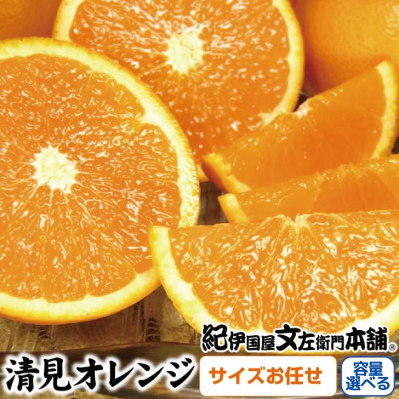 【ふるさと納税】清見オレンジ 【選べる容量】 (果実サイズおまかせ) 紀伊国屋文左衛門本舗【2026年2月中旬～2026年4月下旬頃に発送予定】(お届け日指定不可) / みかん 蜜柑 くだもの フルーツ 果物 柑橘 先行予約