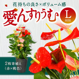 愛んすりうむ アンスリウム Ｌ（2株寄植え／大） 花 お花 華 インテリア プレゼント 贈り物 観葉植物 観葉植物グリーン 観葉植物緑 観葉植物インテリア 観葉植物雑貨 観葉植物暮らし 観葉植物植物 アンスリウム 観葉植物初心者 観葉植物育てやすい 観葉植物室内 観葉植物屋内 観葉植物ギフト 観葉植物プレゼント 観葉植物贈り物 観葉植物お祝い 湖東フラワー C17 湖東フラワー 東近江 アンスリウム  花