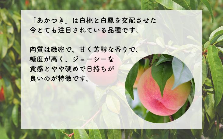 ≪南信州産≫しっかりと味がのった桃「あかつき」をお届けします！
