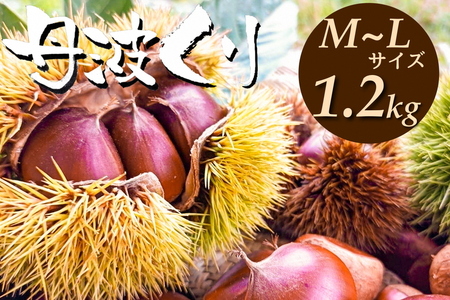 京都亀岡産 丹波くり M～Lサイズ 1.2kg 栗 丹波栗
