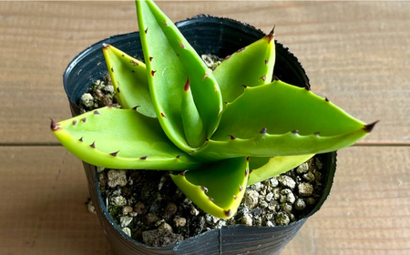 アガベ sp. ピロン クバ 1株 Agave sp pilon kuba 長与町/アグリューム[EAI203]