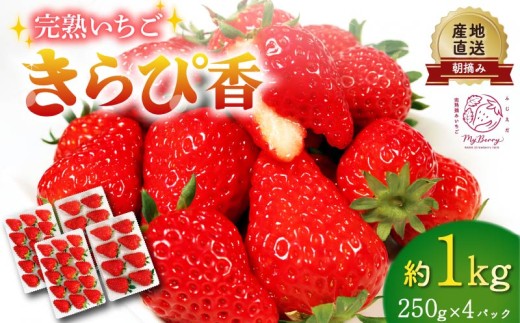 【先行予約】 ※ 2026年3月～2026年5月発送 【静岡独自品種】 いちご きらぴ香 約1kg 約250g×4パック 朝どれ 完熟 苺 産地 直送 フレッシュ イチゴ 贈答 フルーツ ≪ 期間限定 数量限定 苺 イチゴ 旬 フルーツ 果物 くだもの 春 ichigo strawberry itigo ≫ 果物 国産 静岡県 藤枝市