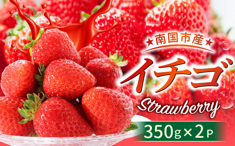 高知県南国市産／いちご（2025年1月〜発送）【苺 フルーツ くだもの デザート 高評価 厳選 高級 ギフト 贈り物 人気 おすすめ】【イチゴ いちご 苺 フルーツ 果物 くだもの 食品  デザート高評価 厳選 高級 人気 おすすめ 】
