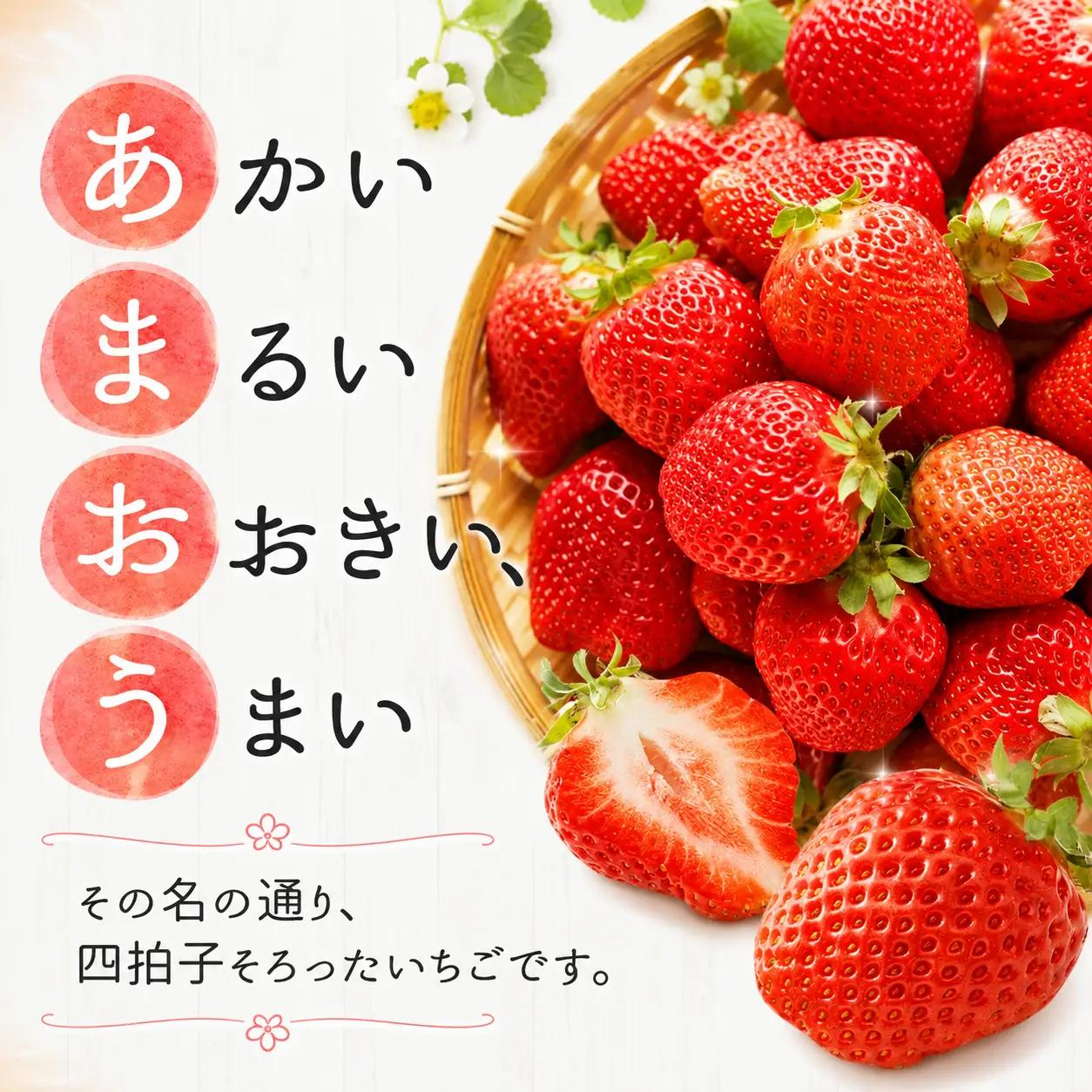 【3回定期便】【先行予約】大粒 あまおう 等級DX 総重量 約3,240g いちご 苺 果物 フルーツ 【2027年1月上旬～3月下旬迄順次発送予定】
