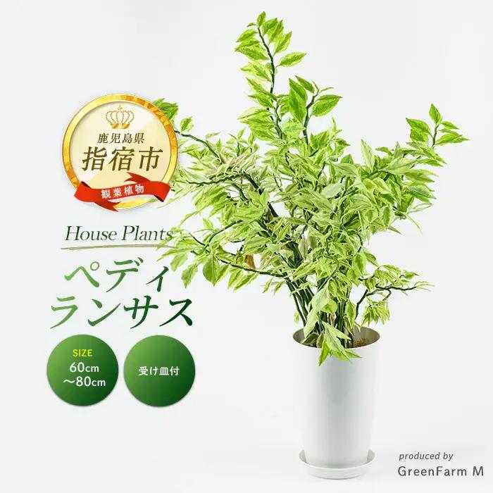 【観葉植物】ぺディランサス(ダイギンリュウ) 60cm～80cm Green Farm M IB075-025 観葉植物 ※北海道・沖縄・離島配送不可