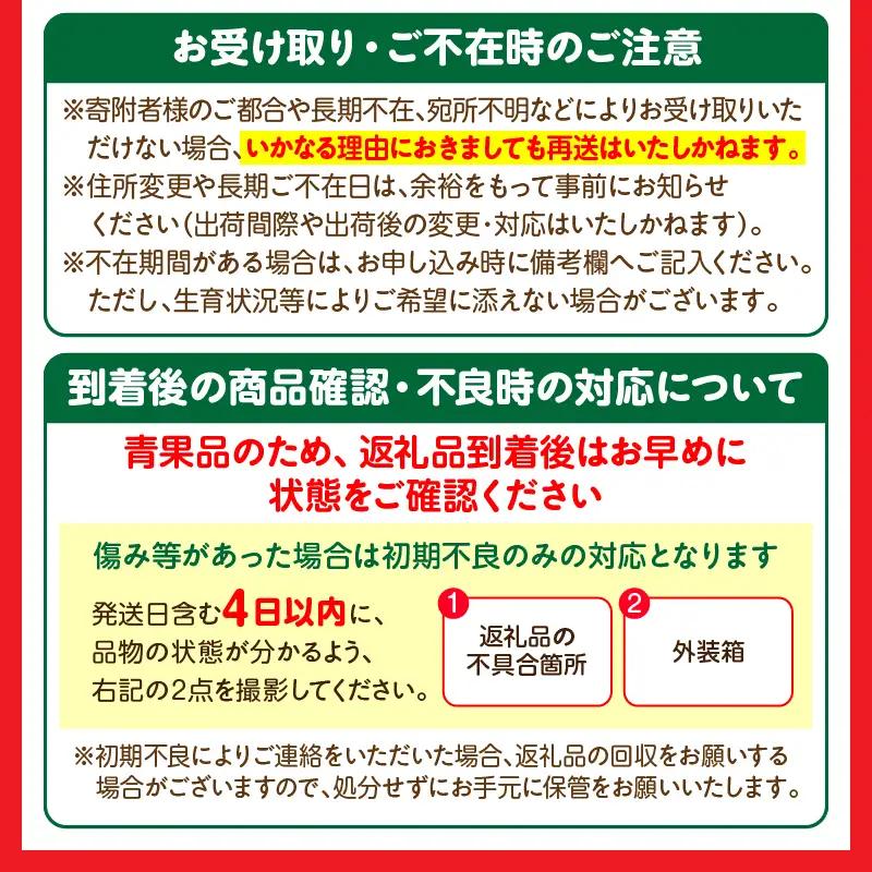 マンゴー 完熟 マンゴー [期間限定 宮崎 A3L 2玉 約1kg]
