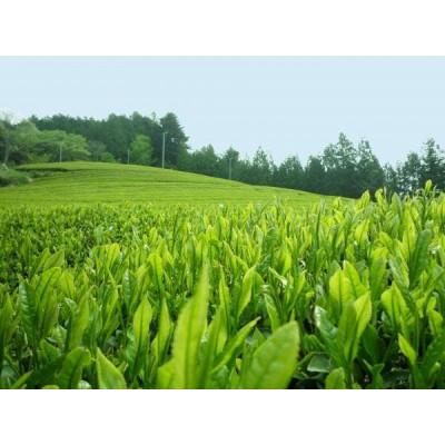 ふるさと納税 城里町 緑茶や和紅茶が試せる　古内茶詰め合わせセット |  | 03