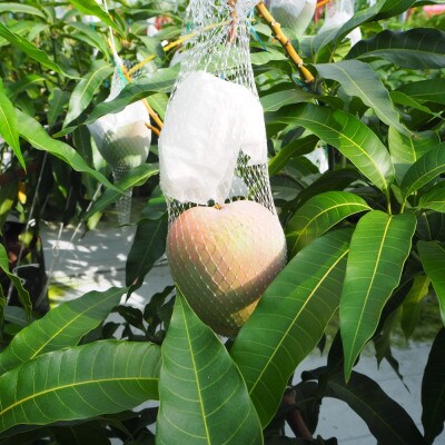 和歌山県産 樹上完熟しおさいマンゴー(2玉入り)(上富田町)