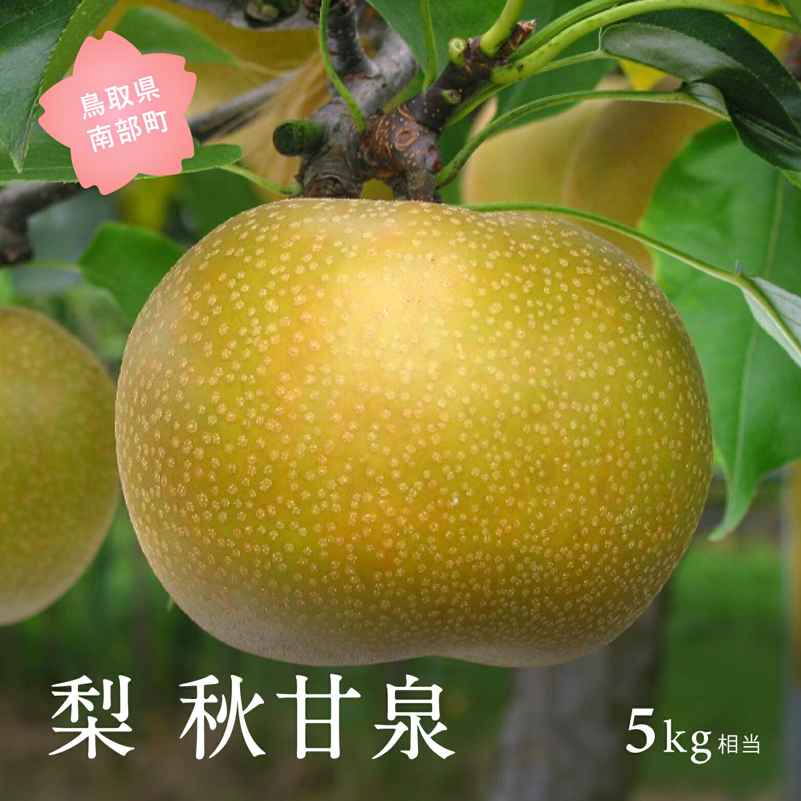 【ふるさと納税】秋甘泉［梨］（5kg箱）2026年9月出荷予定＜数量限定＞ 梨 なし フルーツ 鳥取県南部町