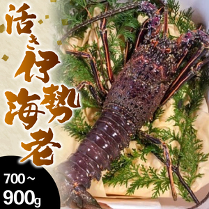 伊勢海老 700g～900g イセエビ 活き伊勢海老 お正月 お祝い おせち 刺身 エビフライ 須崎市 高知県