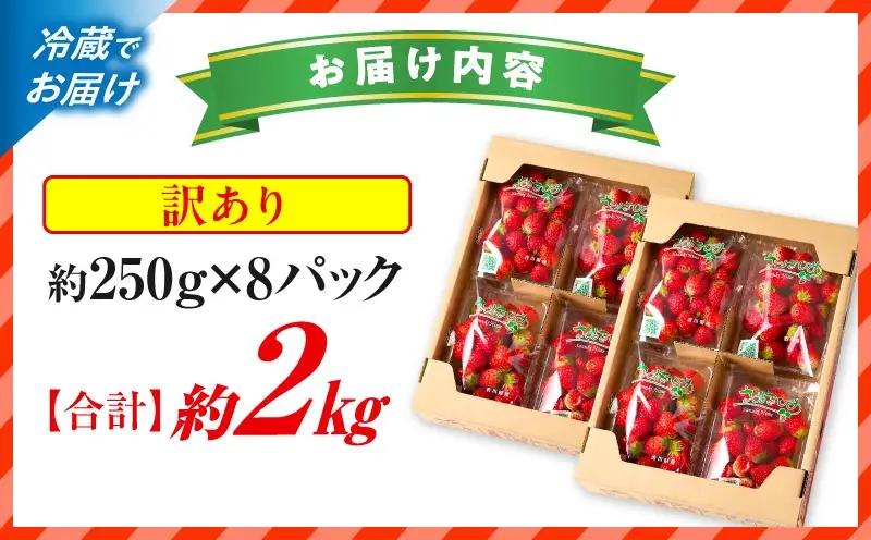 【先行予約】訳あり 苺音クラフト～加工用さぬきひめいちご約2kg | おすすめ 人気 果実 果肉 果物 フルーツ デザート 贈り物 苺 さぬきひめ 贈答 ご褒美 旬の果物 季節の果物 旬 季節 青果物