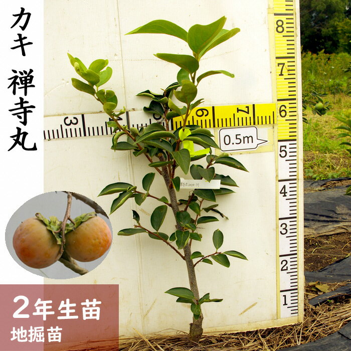 【ふるさと納税】＜すだ農園＞2年生 苗木◇カキ(不完全甘柿) 禅寺丸(ぜんじまる)[ふるい苗 2024年] ※北海道・沖縄・離島への発送不可 ※2025年11月中旬～2026年3月末頃に順次発送予定 ☆月間MVPふるさと納税賞 第1号（2020年10月）・SDGs未来都市亀岡