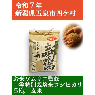 ふるさと納税 五泉市 【新米先行受付】R7年産新潟県五泉市産　コシヒカリ　5kg　玄米