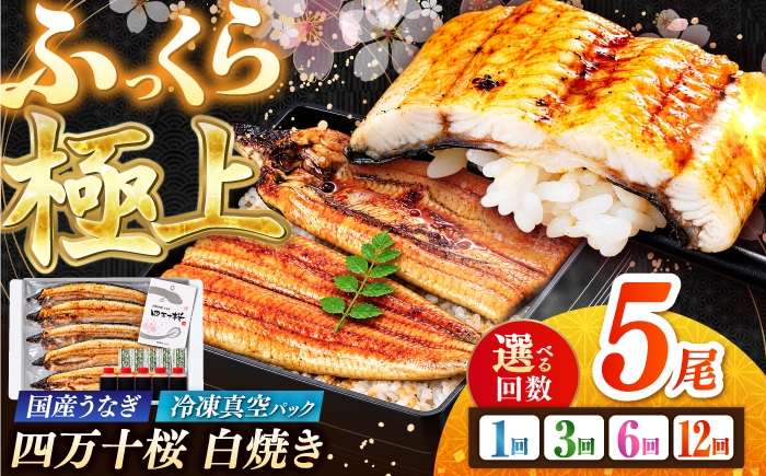 
                  極上国産うなぎ四万十桜 白焼き5尾 通常サイズ / 国産 高知 四万十 うなぎ ウナギ 鰻 蒲焼き うな重 惣菜 贅沢 【有限会社もりた】 [ATHE050]
                
