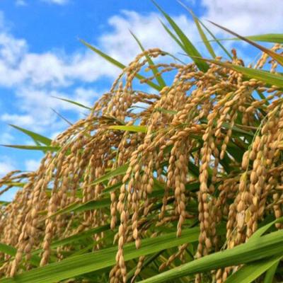 ふるさと納税 小郡市 定期便3ヶ月 たごもり農園の自然米 ヒノヒカリ5kg 栽培期間中農薬不使用[No5354-0850] |  | 03