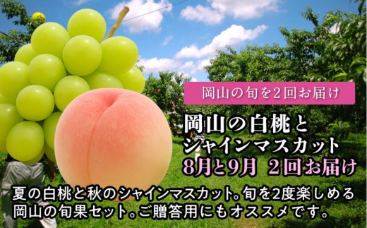 
                  【定期便】 岡山の白桃とシャインマスカット　２回お届け（8月・9月）【2027年度発送】
                