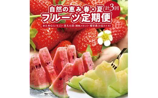 ≪3回定期便≫ 自然の恵み 春・夏フルーツ定期便2026 4月下旬～5月下旬 おとめ心 いちご 6月下旬～7月上旬 砂丘育ちの甘えん坊メロン 青肉メロン 7月中旬～7月下旬 姫甘泉 小玉スイカ 計3回 山形県酒田産 果物 頒布会 JAそでうら　SE0504